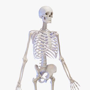 3D Medically Accurate Male Skeleton model