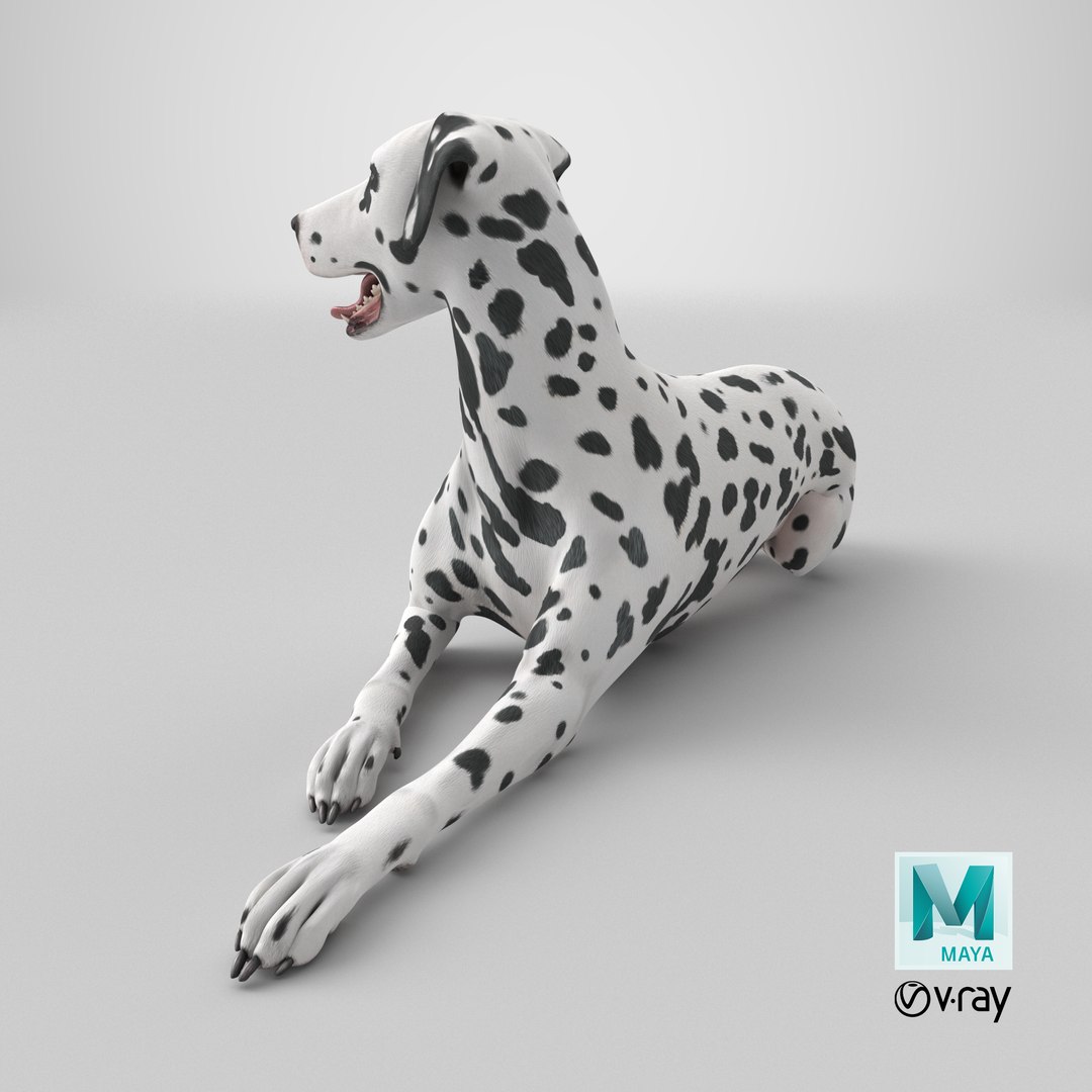 Spotted Lying Dalmatian Dog 3D model https://p.turbosquid.com/ts-thumb/Wu/MhQbs8/HL/stemcell_maya_vray_render/png/1718271488/1920x1080/fit_q87/fdf62d55e6a02214c9392f6bcfae42d2003e1ed0/stemcell_maya_vray_render.jpg