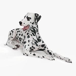 Spotted Lying Dalmatian Dog
