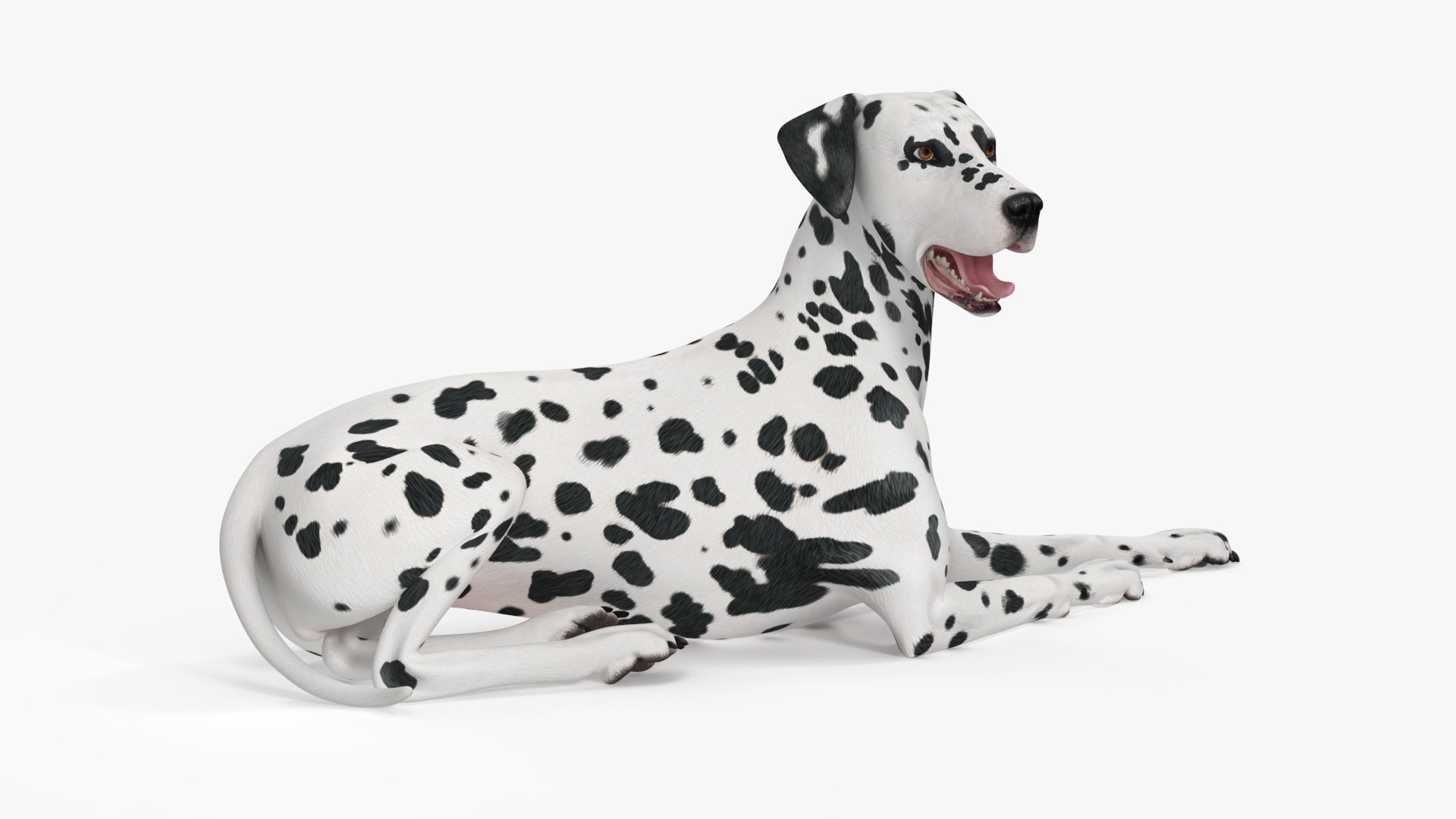 Spotted Lying Dalmatian Dog 3D model https://p.turbosquid.com/ts-thumb/Wu/MhQbs8/MZ/spottedlyingdalmatiandog3dmodel017/jpg/1716135809/1920x1080/fit_q87/6b76ad4fc951fa54271c2104e4ddb27f666ee133/spottedlyingdalmatiandog3dmodel017.jpg