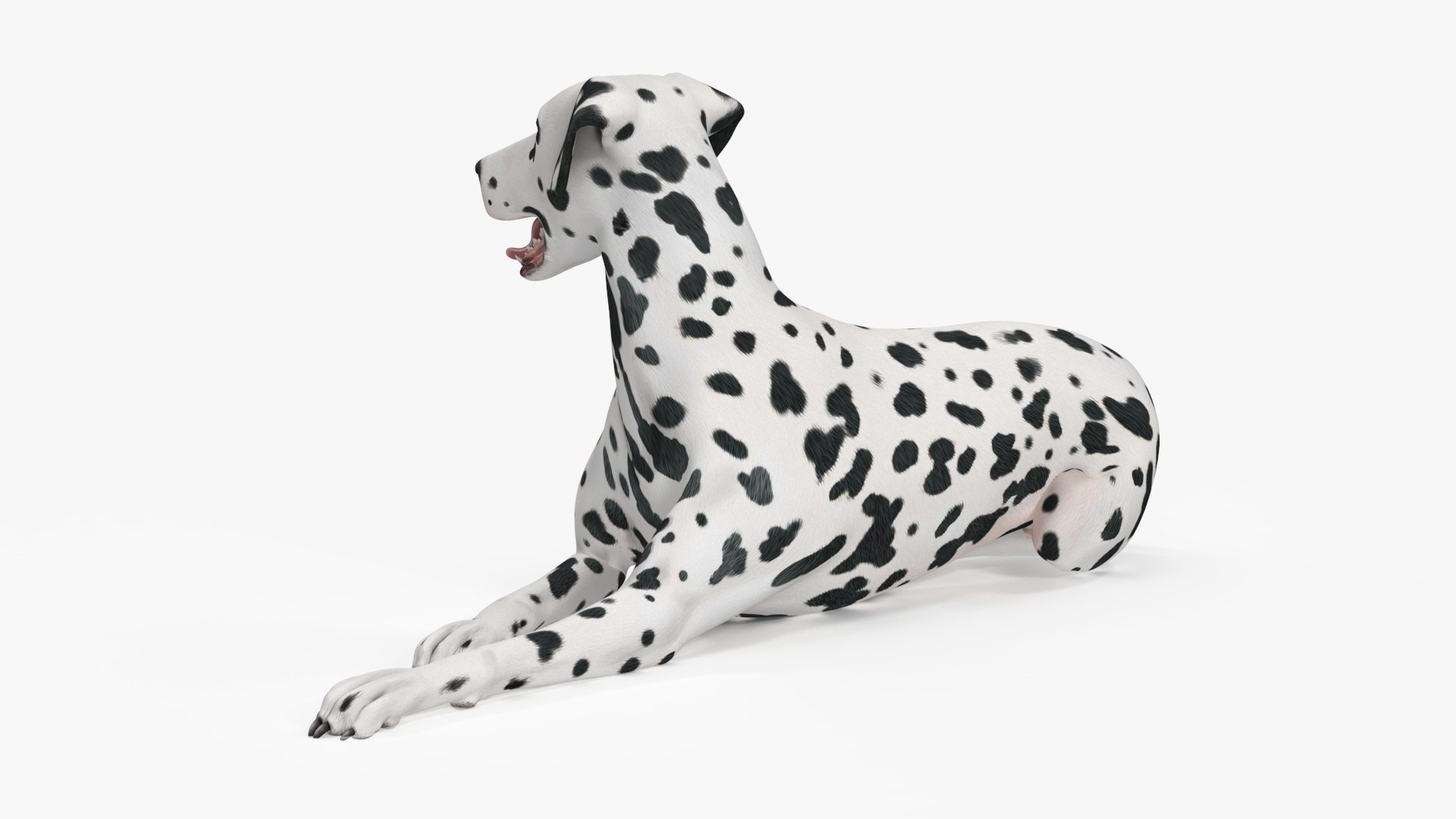 Spotted Lying Dalmatian Dog 3D model https://p.turbosquid.com/ts-thumb/Wu/MhQbs8/Wa/spottedlyingdalmatiandog3dmodel016/jpg/1716135805/1920x1080/fit_q87/26c51fbeee8d43b917ae2bd1040356a6aa4de6a0/spottedlyingdalmatiandog3dmodel016.jpg