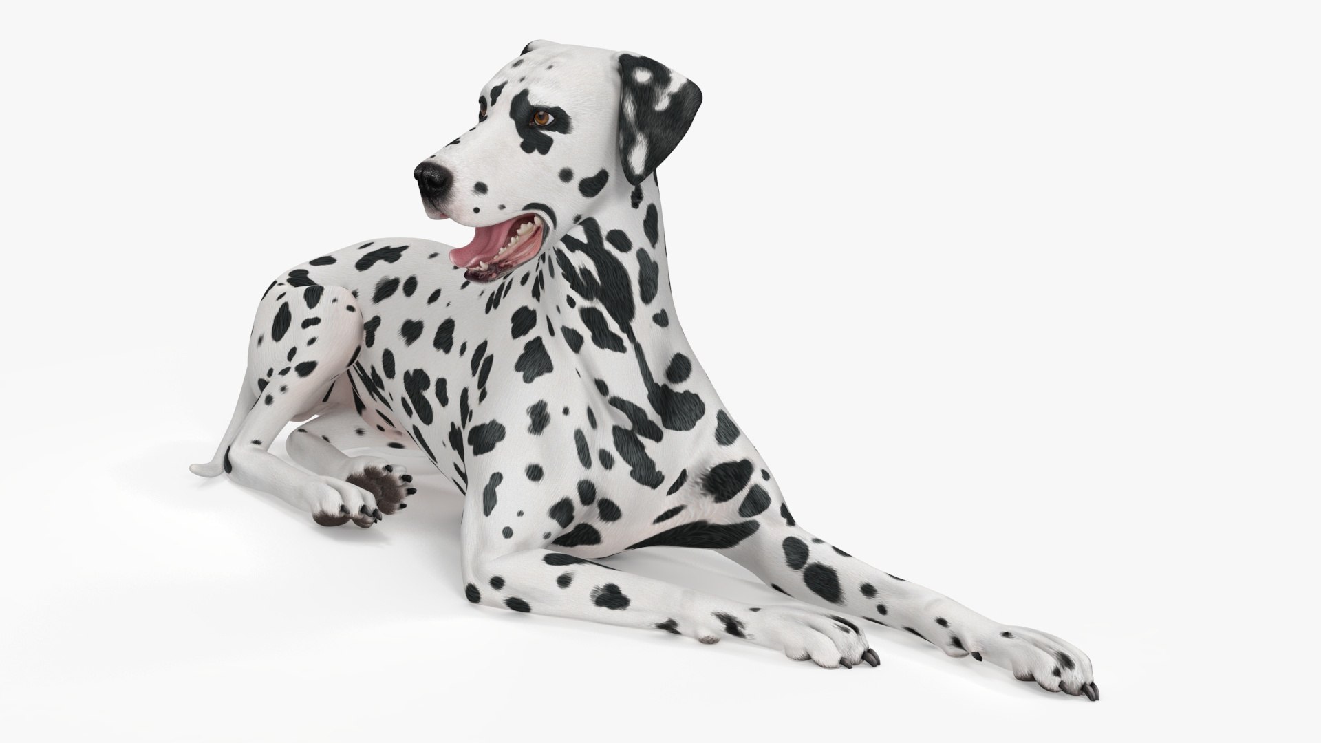Spotted Lying Dalmatian Dog 3D model preview