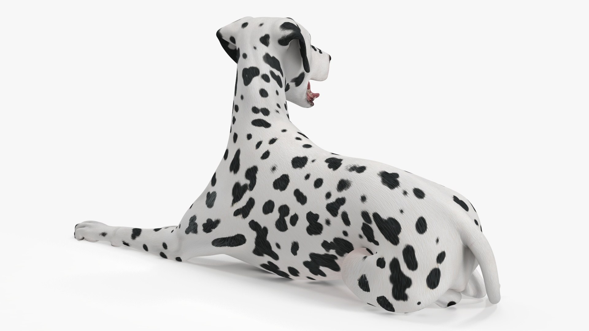 Spotted Lying Dalmatian Dog 3D model https://p.turbosquid.com/ts-thumb/Wu/MhQbs8/j7/spottedlyingdalmatiandog3dmodel020/jpg/1716135821/1920x1080/fit_q87/af126e1c2dfda37e0093e83d187c850f08a01099/spottedlyingdalmatiandog3dmodel020.jpg