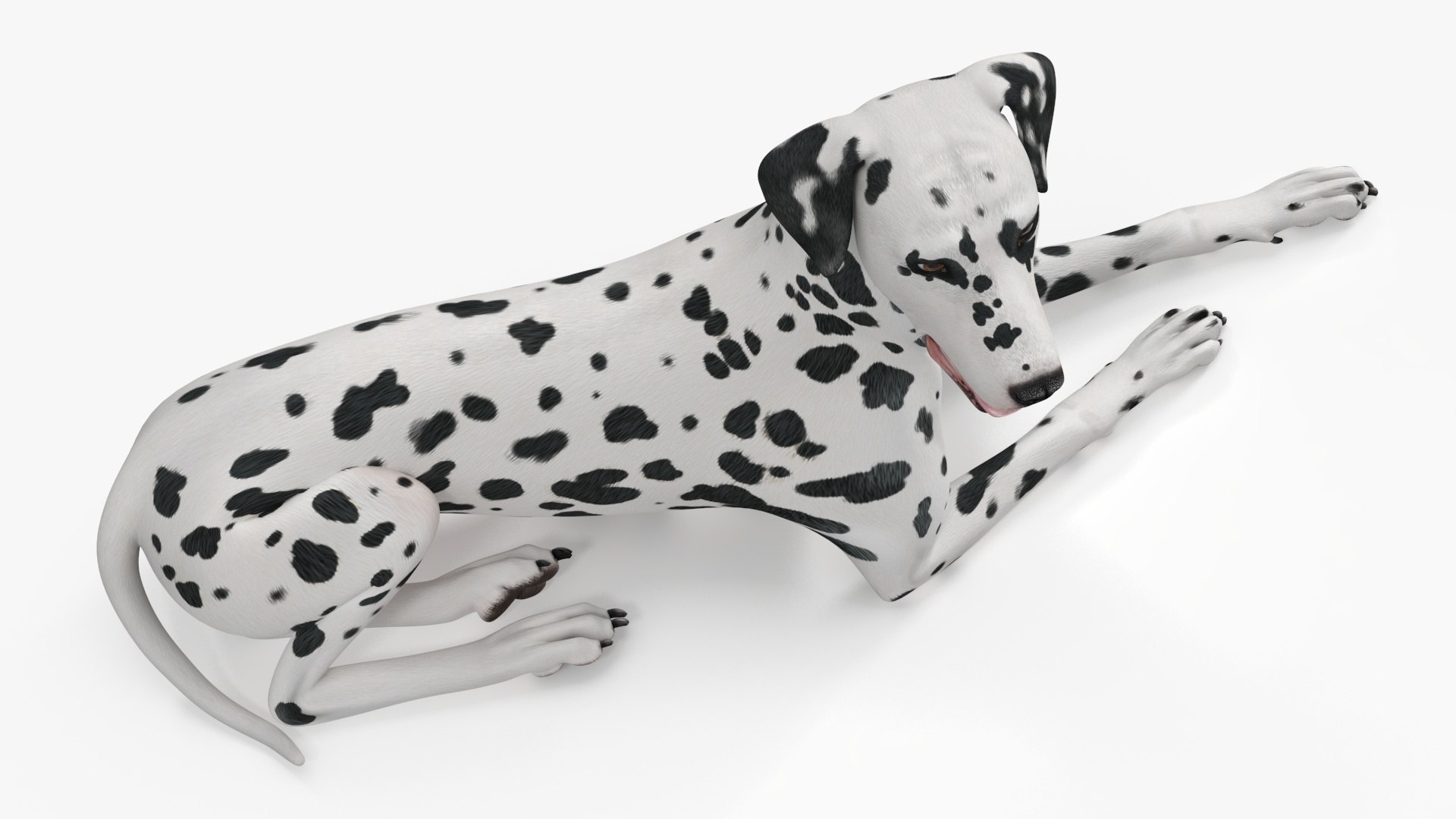 Spotted Lying Dalmatian Dog 3D model https://p.turbosquid.com/ts-thumb/Wu/MhQbs8/nX/spottedlyingdalmatiandog3dmodel024/jpg/1716135835/1920x1080/fit_q87/9de20062b99981832bd4f867a6bb552345093f09/spottedlyingdalmatiandog3dmodel024.jpg