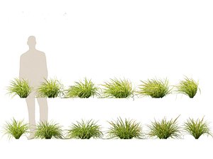 3D Lomandra longifolia - Spiny-head mat-rush