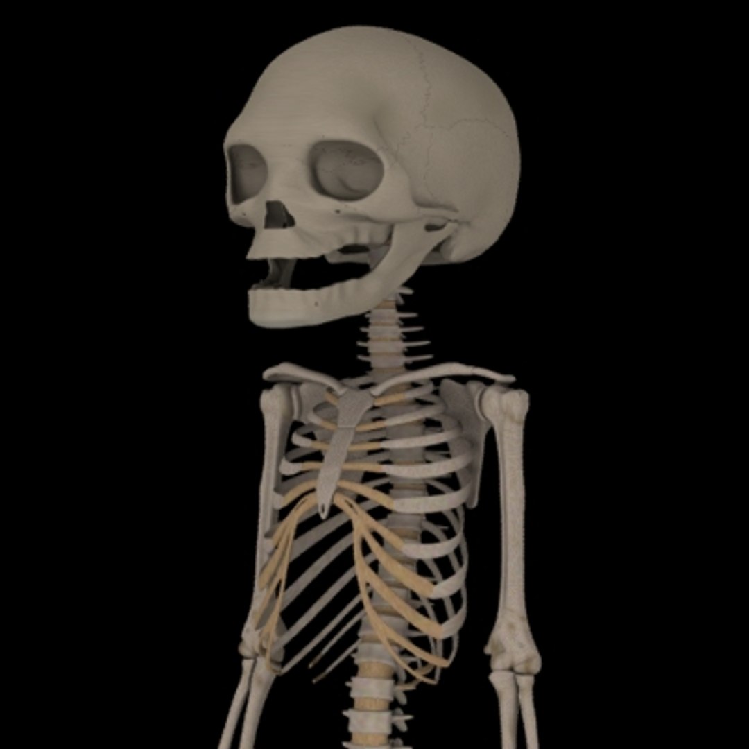 Maya Fetus Skeleton