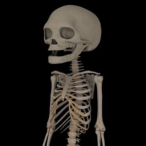 fetus skeleton