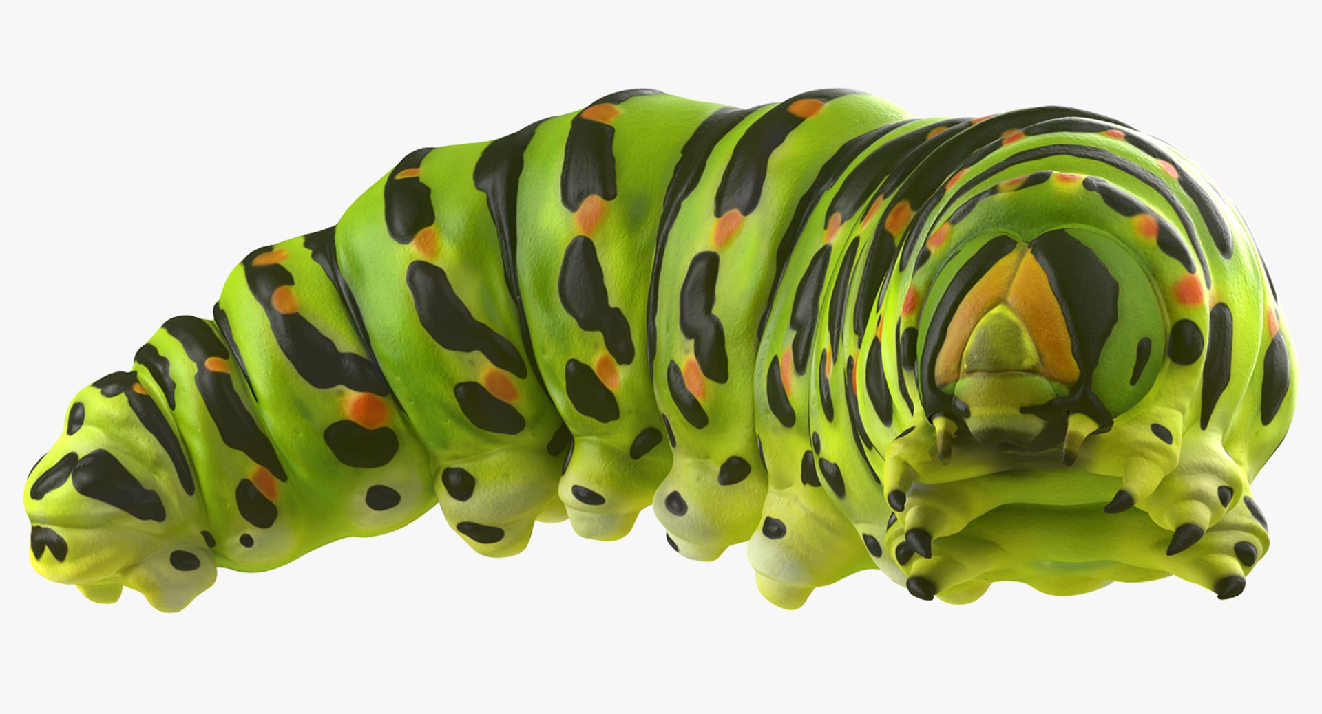 Caterpillar Pose 4 3D model preview