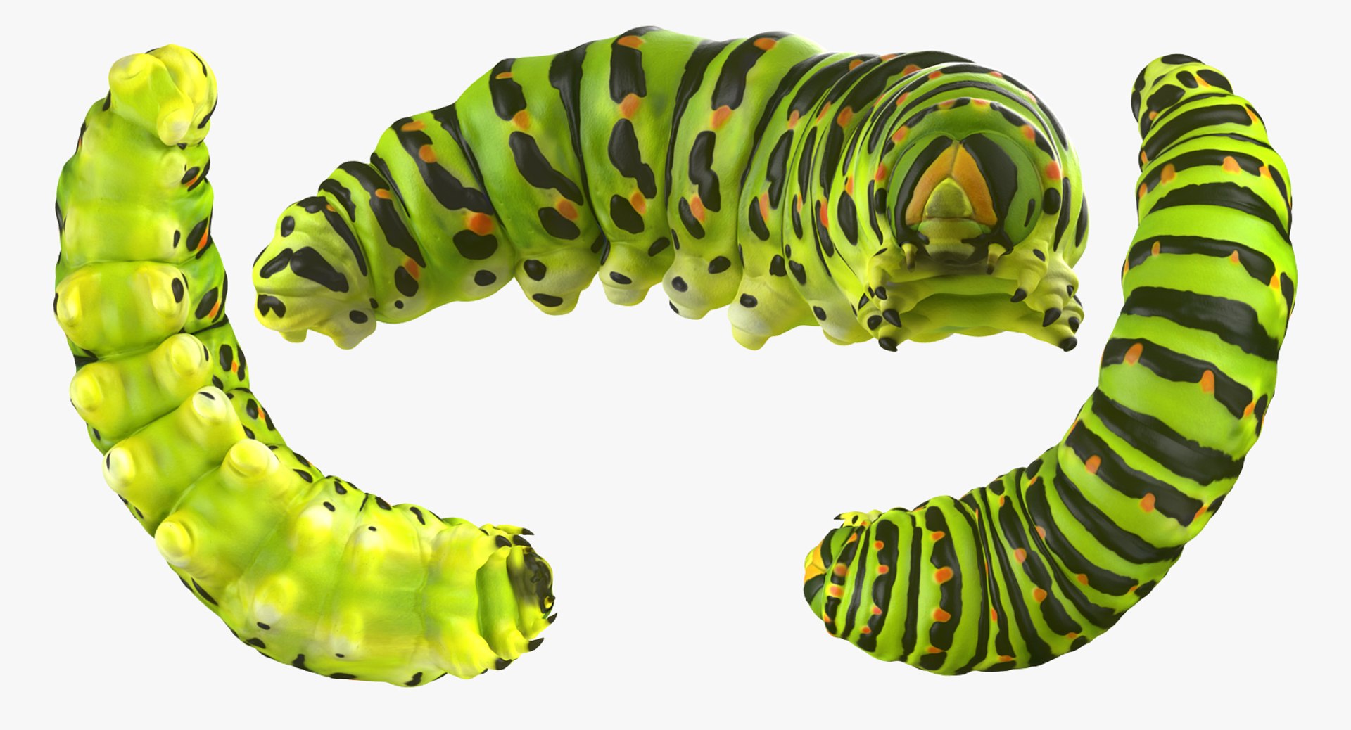 3d caterpillar pose 4