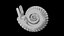 Ammonoid shell with ventral ribs and lappets