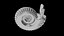 Ammonoid shell with ventral ribs and lappets