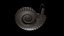Ammonoid shell with ventral ribs and lappets