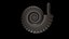 Ammonoid shell with ventral ribs and lappets