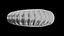 Ammonoid shell with ventral ribs and lappets