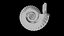 Ammonoid shell with ventral ribs and lappets