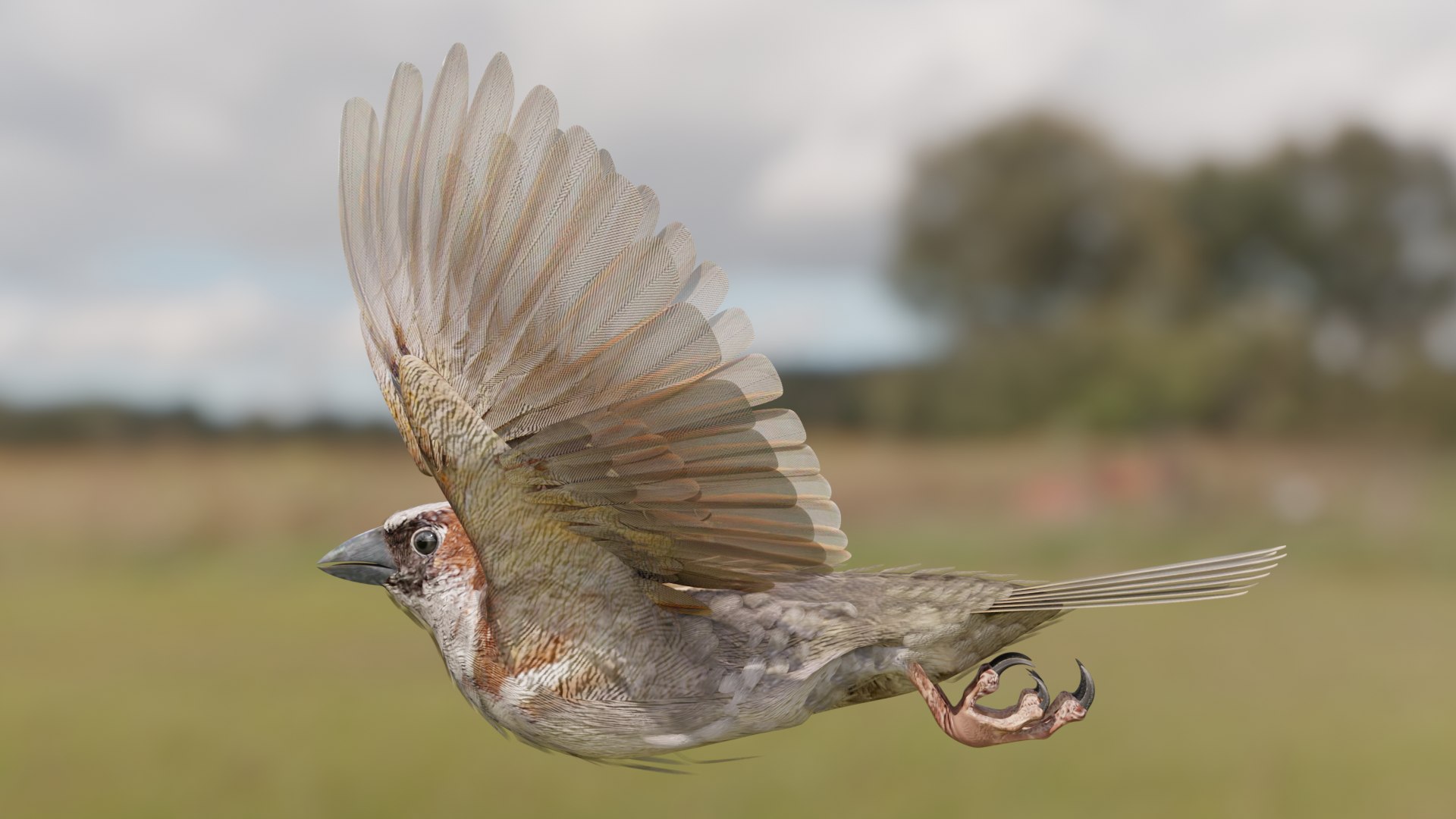3D House Sparrow - BLENDER https://p.turbosquid.com/ts-thumb/Wu/iAKR9D/5t/hsstill1920x1080_162/png/1775165769/1920x1080/fit_q87/72c023a0069d46b1f3e68d8a55a696f33065aeac/hsstill1920x1080_162.jpg