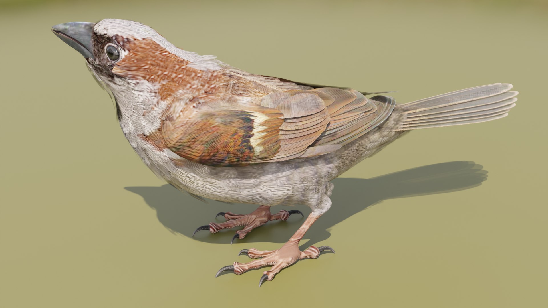 3D House Sparrow - BLENDER https://p.turbosquid.com/ts-thumb/Wu/iAKR9D/Gi/hsstill1920x1080_080/png/1775165765/1920x1080/fit_q87/ca99e38e235c17642838653f6dcd0b3f5875aa49/hsstill1920x1080_080.jpg