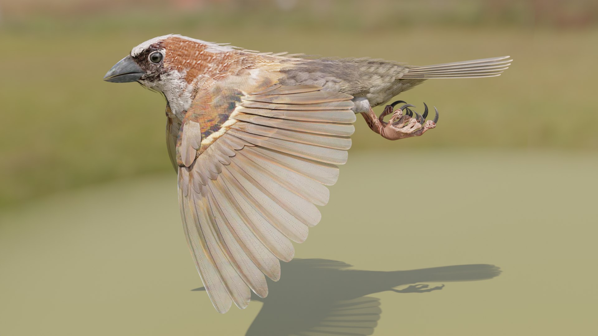 3D House Sparrow - BLENDER https://p.turbosquid.com/ts-thumb/Wu/iAKR9D/Jt/hsstill1920x1080_157/png/1775165769/1920x1080/fit_q87/62ca519bd35fcd468934e0cfb1516ce026abf7a0/hsstill1920x1080_157.jpg