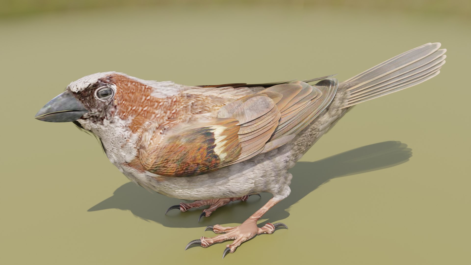 3D House Sparrow - BLENDER https://p.turbosquid.com/ts-thumb/Wu/iAKR9D/Mp/hsstill1920x1080_104/png/1775165767/1920x1080/fit_q87/d6b4923417b9cd65aacdb2ad43d3a793ad4538bd/hsstill1920x1080_104.jpg