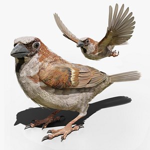 House Sparrow - BLENDER
