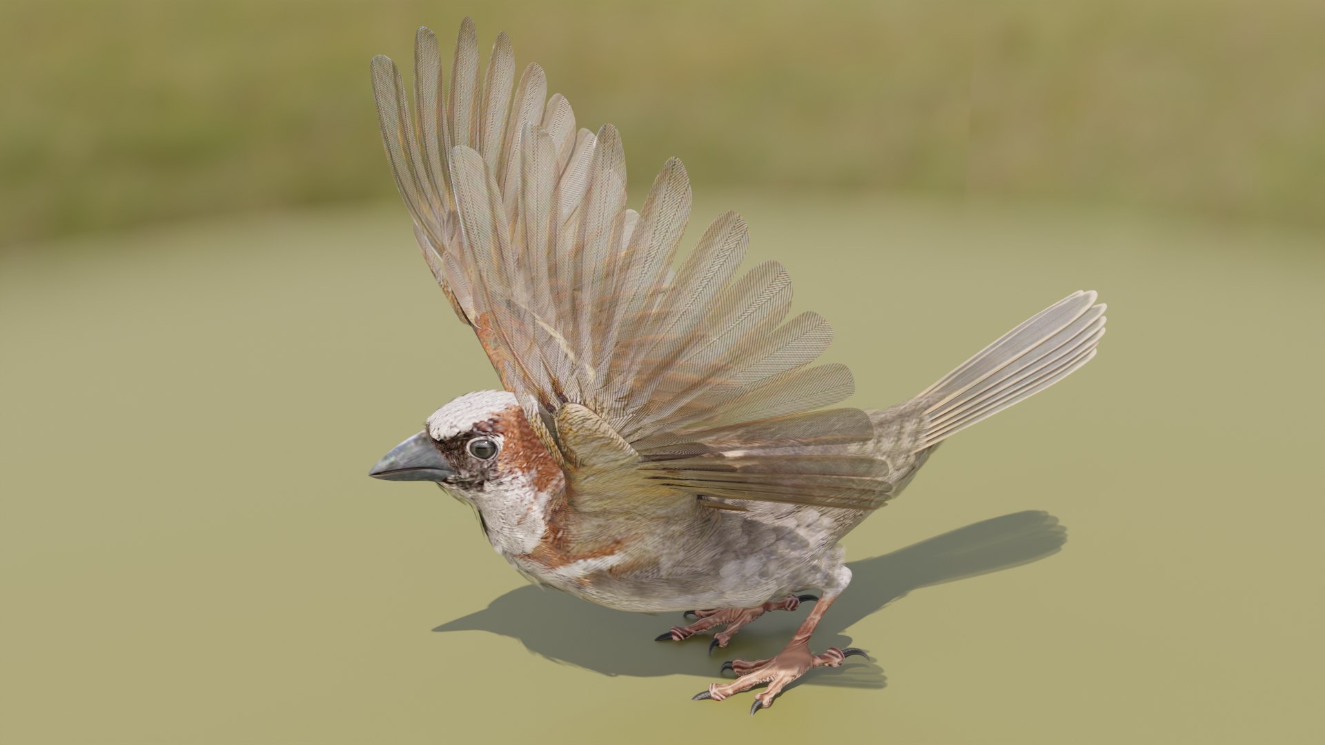 3D House Sparrow - BLENDER https://p.turbosquid.com/ts-thumb/Wu/iAKR9D/lc/hsstill1920x1080_143/png/1775165767/1920x1080/fit_q87/ea4baf99cddd98613c94f52935fafa22b1719b8a/hsstill1920x1080_143.jpg
