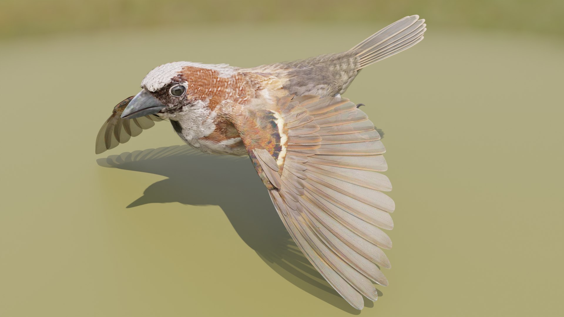 3D House Sparrow - BLENDER https://p.turbosquid.com/ts-thumb/Wu/iAKR9D/qn/hsstill1920x1080_146/png/1775165767/1920x1080/fit_q87/75cbebfedef55ab05d584be28fafde858cfd1b6c/hsstill1920x1080_146.jpg
