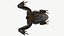 Sapo boreal