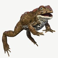 Boreal Toad