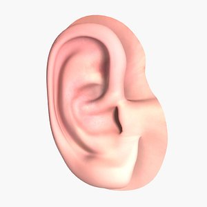 human ear max