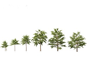 3D HighpolyLow Poly Neolamarckia cadamba - Burflower-tree