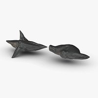 Trapa Natans Low Poly