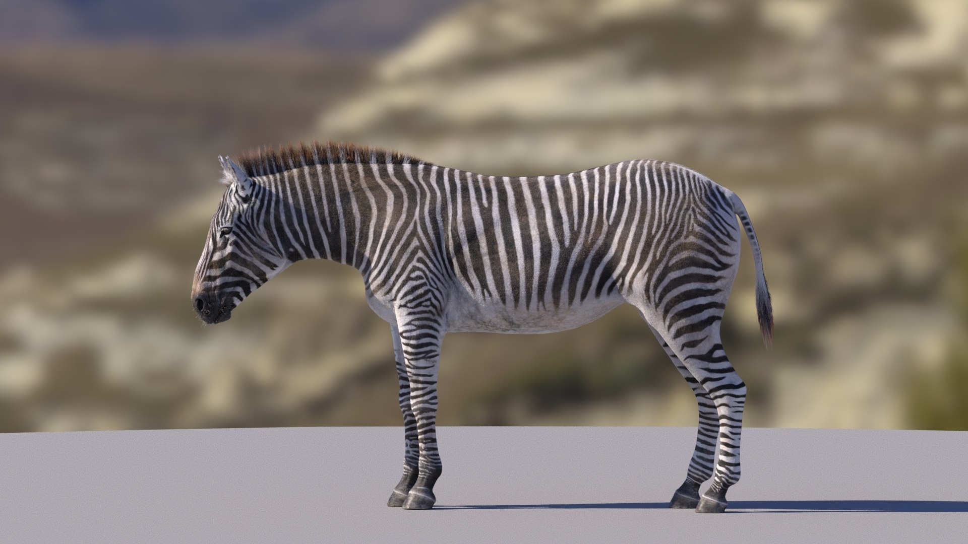 Zebra RIGGED 3D Model - TurboSquid 1716556