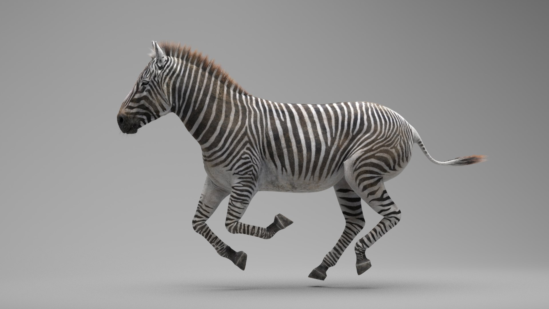 Zebra RIGGED 3D Model - TurboSquid 1716556