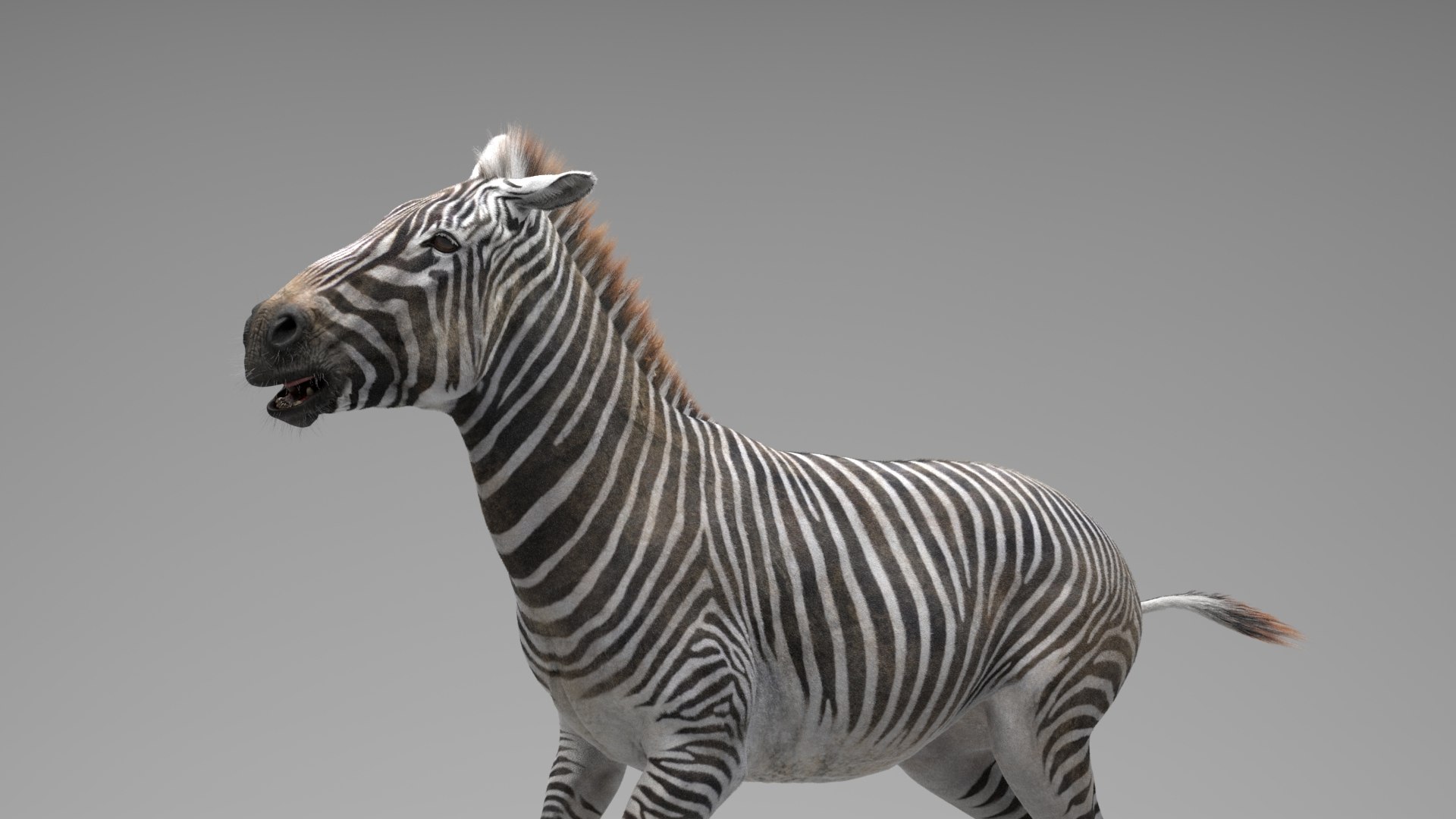 Zebra RIGGED 3D Model - TurboSquid 1716556