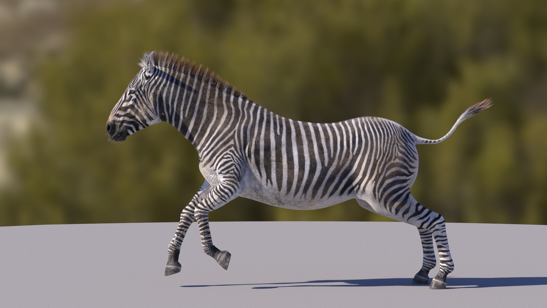 Zebra RIGGED 3D Model - TurboSquid 1716556