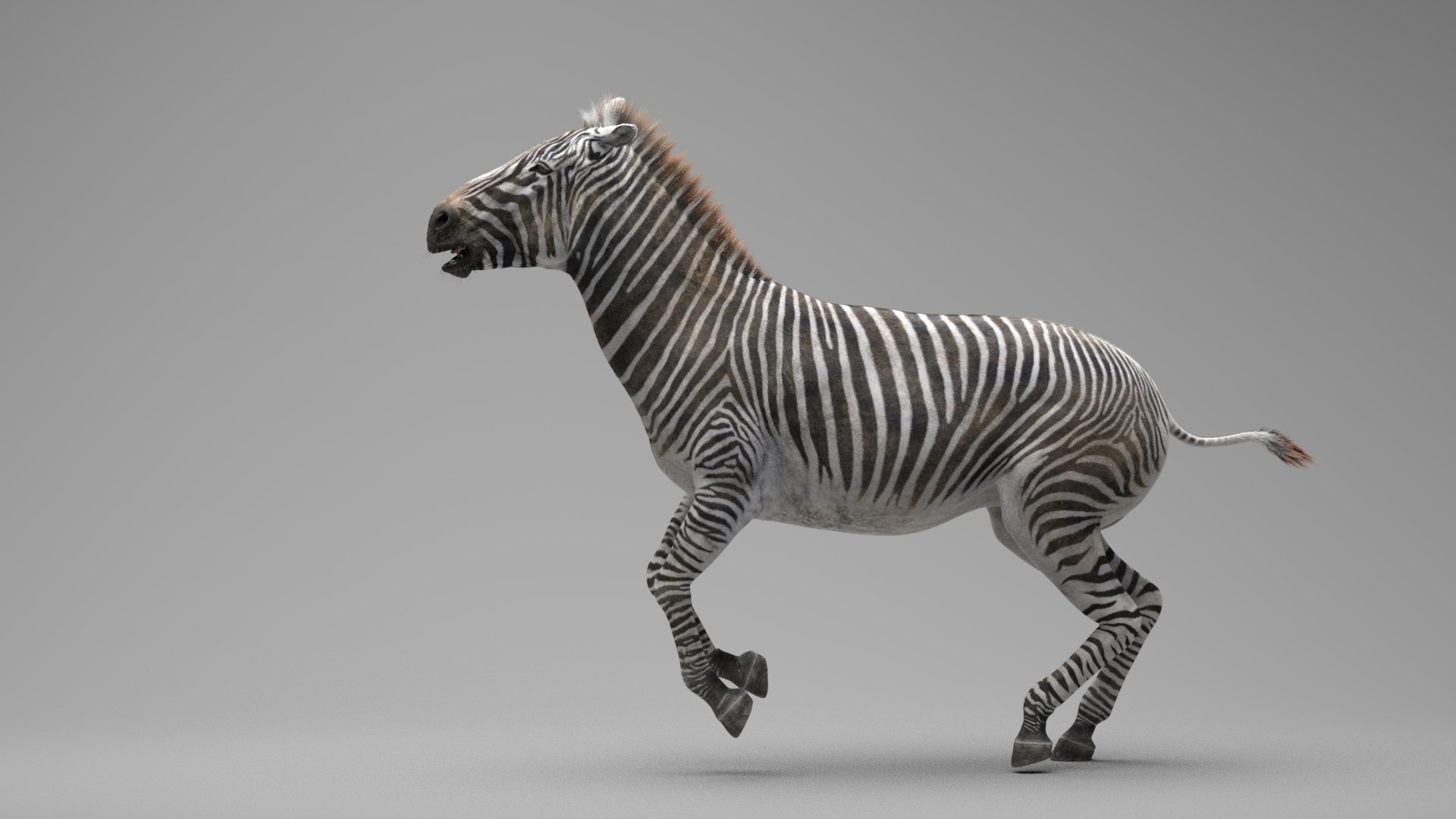 Zebra RIGGED 3D Model - TurboSquid 1716556