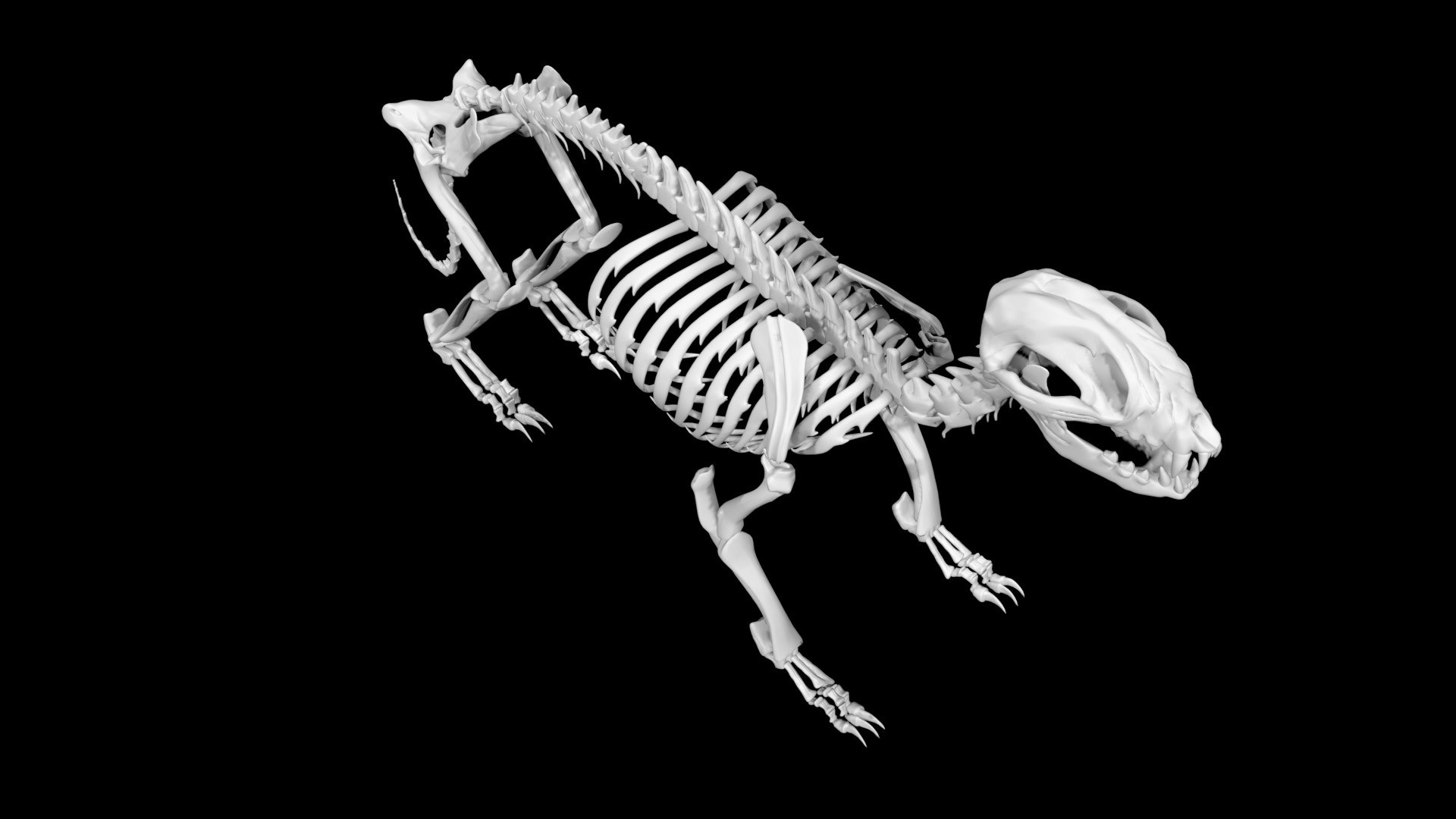 3D Model Raccoon Skeleton - TurboSquid 1889566