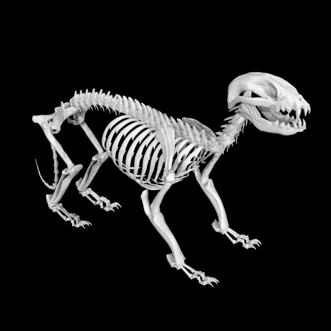 3D Model Raccoon Skeleton - TurboSquid 1889566