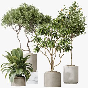 AV Indoor plants set 191 Mandarin Citrus Fruit Orange and Mission Arbequina Olive and Ficus Elastica