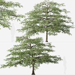 Set of Pagoda dogwood or Cornus alternifolia Tree - 2 Trees