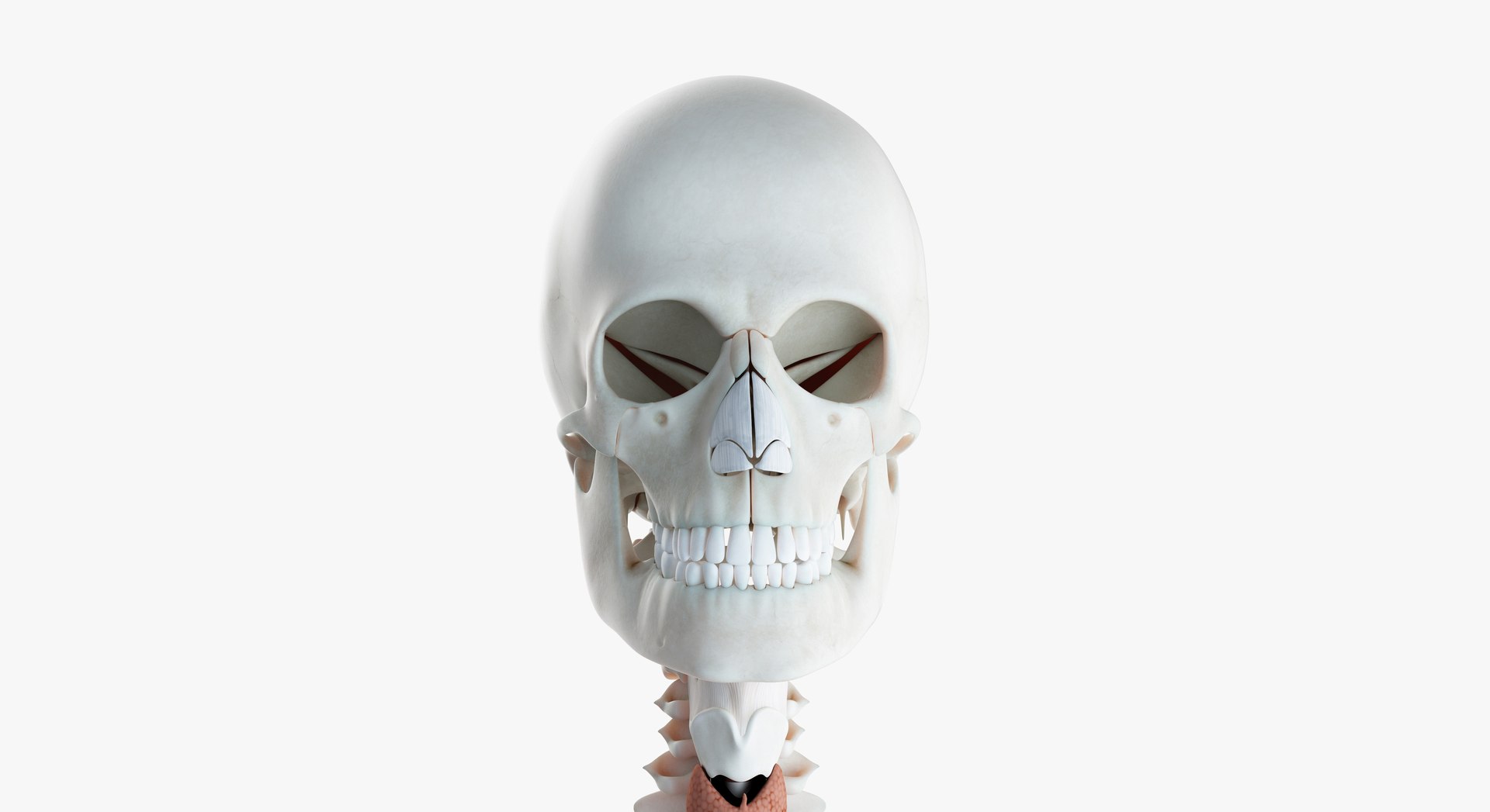 skin elder female skeleton 3D model https://p.turbosquid.com/ts-thumb/Wv/VYcTsS/2sVU87sK/2019_female_org0003/jpg/1569005655/1920x1080/fit_q87/defe3db69d28e381b284eba93e04b18cf49df6ed/2019_female_org0003.jpg