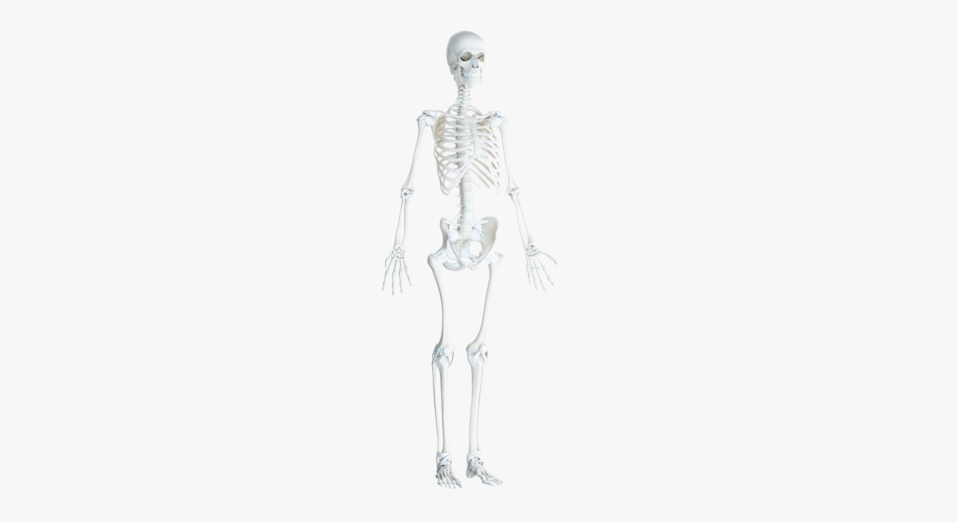skin elder female skeleton 3D model https://p.turbosquid.com/ts-thumb/Wv/VYcTsS/BDIlaX4O/2019_female_skeleton0000/jpg/1569005535/1920x1080/fit_q87/d3423bc13cd4c0005e0d1468c5143f18145ab035/2019_female_skeleton0000.jpg