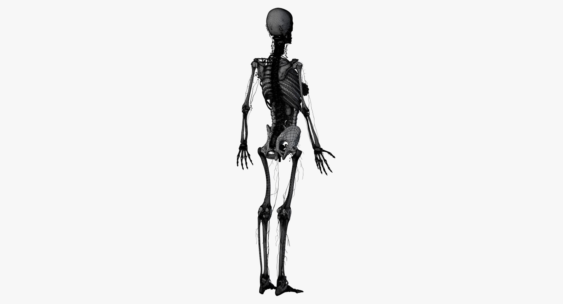 skin elder female skeleton 3D model https://p.turbosquid.com/ts-thumb/Wv/VYcTsS/XVKLw5Ar/2019_female_wire_anatomy_skel_org0005/jpg/1569005839/1920x1080/fit_q87/d5cb4cbb4a7654dd0c005bf82f8cb7fcc782e826/2019_female_wire_anatomy_skel_org0005.jpg