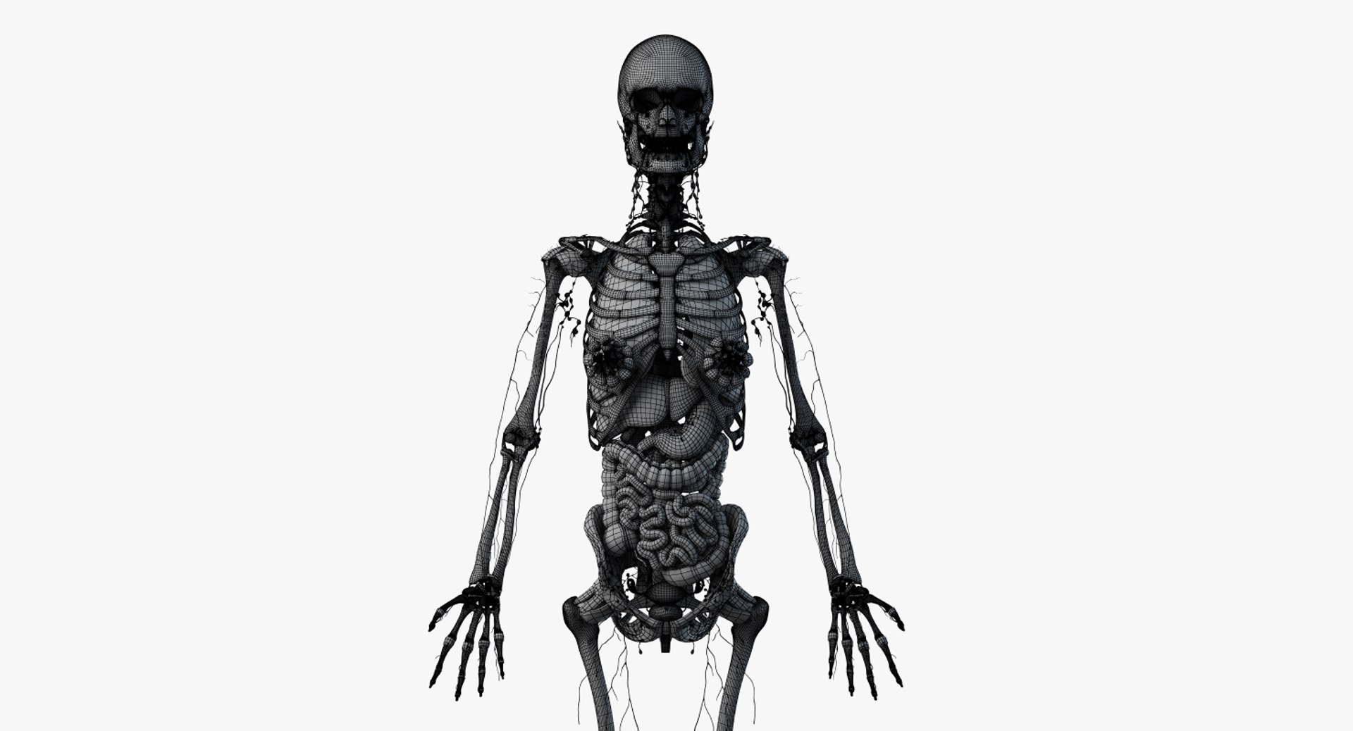 skin elder female skeleton 3D model https://p.turbosquid.com/ts-thumb/Wv/VYcTsS/Zfla5TqD/2019_female_wire_anatomy_skel_org0001/jpg/1569005839/1920x1080/fit_q87/c04405dae488b972a4cea7fdac41fea6ff348b0d/2019_female_wire_anatomy_skel_org0001.jpg