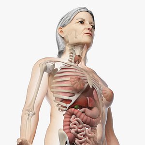 Elder Female Skin, Skeleton And Organs Rigged