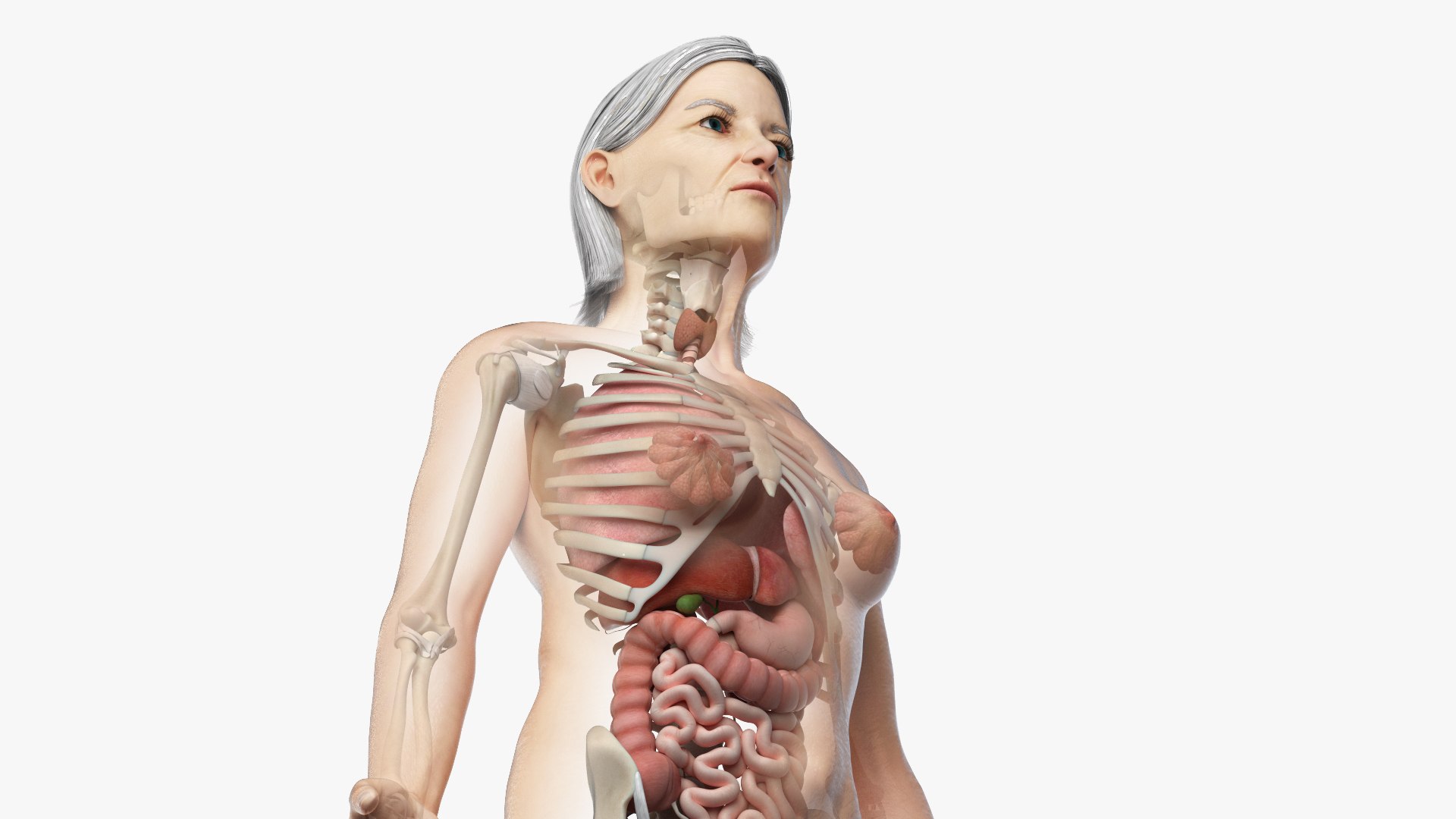 skin elder female skeleton 3D model https://p.turbosquid.com/ts-thumb/Wv/VYcTsS/wdYItAFL/02_elder_female_organs_cinema/jpg/1569005437/1920x1080/fit_q87/caf72a6e8326eeff5c08c25a93dc2cff082e1c34/02_elder_female_organs_cinema.jpg