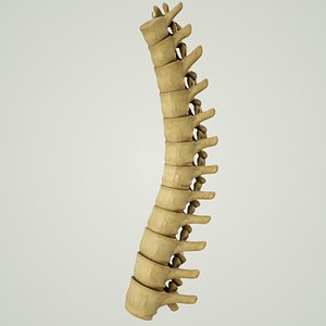 human thoracic vertebrae spine 3D