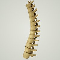 Human Thoracic Vertebrae Spine Stucture