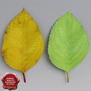 Cherry Leaves Summer Autumn
