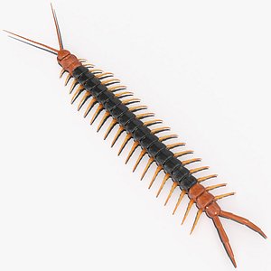 giant desert centipede 3D model